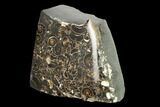 Polished Ammonite (Promicroceras) Slab - Marston Magna Marble #131990-2
